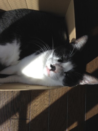f:id:gonbey:20131018095813j:image