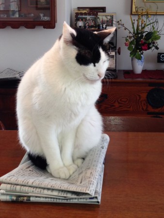 f:id:gonbey:20140131092532j:image