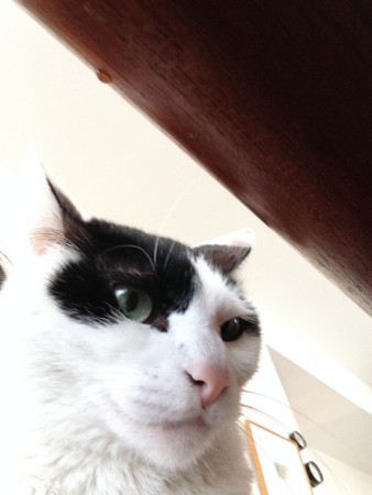 f:id:gonbey:20140407100158j:image