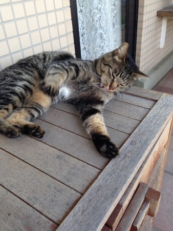f:id:gonbey:20140529085711j:image