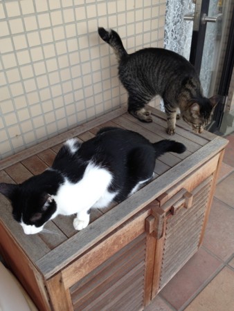 f:id:gonbey:20140604082447j:image