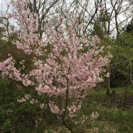 f:id:gonbey:20150403164914j:image