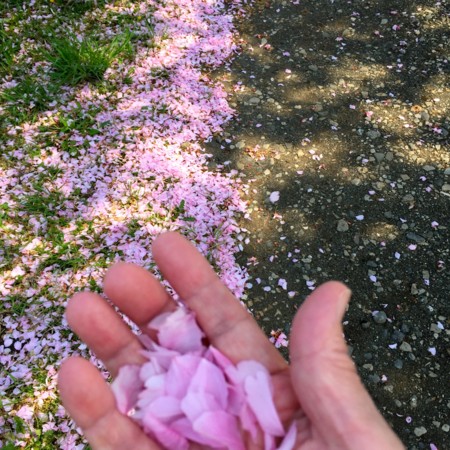 f:id:gonbey:20150425090935j:image