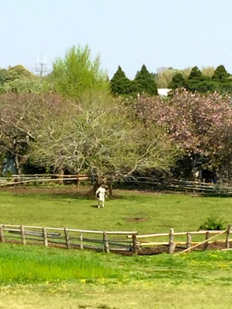 f:id:gonbey:20150425091721j:image