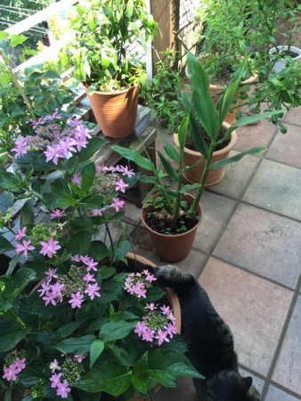 f:id:gonbey:20150526091124j:image
