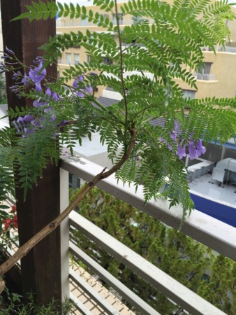 f:id:gonbey:20150603085233j:image