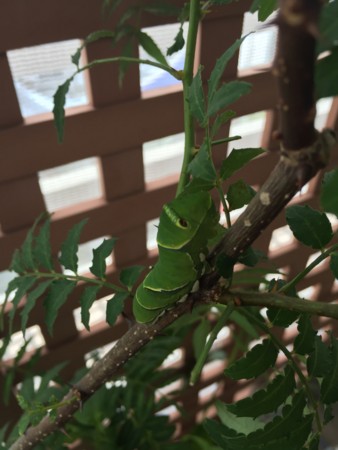 f:id:gonbey:20150707084545j:image