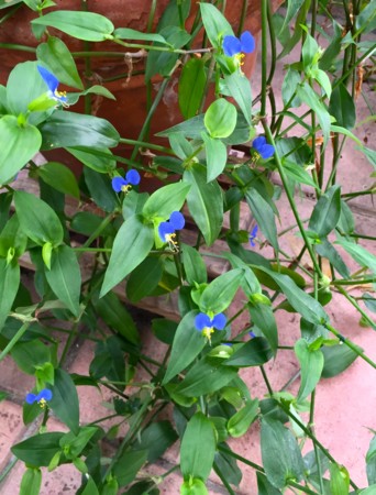 f:id:gonbey:20150916091225j:image