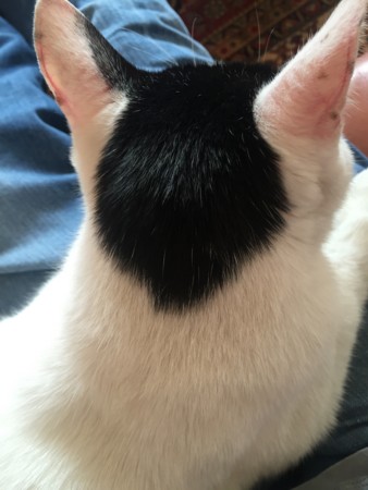 f:id:gonbey:20151003152859j:image