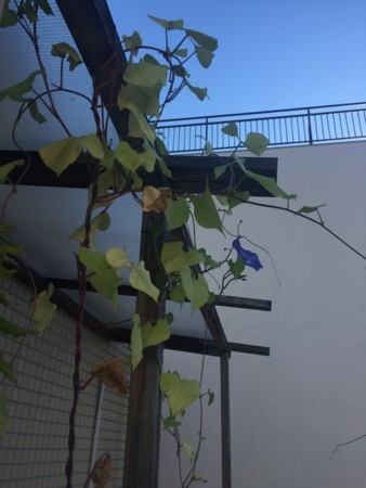 f:id:gonbey:20151008075206j:image