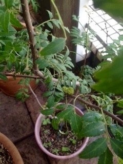 f:id:gonbey:20160802090105j:image
