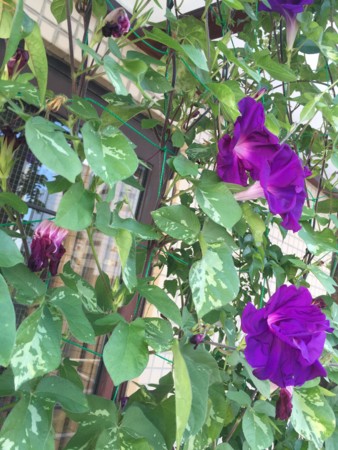 f:id:gonbey:20160826074634j:image