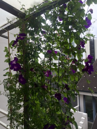 f:id:gonbey:20160827073608j:image