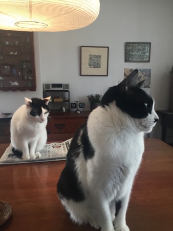 f:id:gonbey:20170118091526j:image