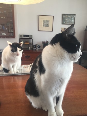 f:id:gonbey:20170118091541j:image