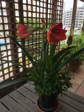 f:id:gonbey:20170531092534j:image