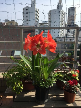 f:id:gonbey:20180527152530j:image