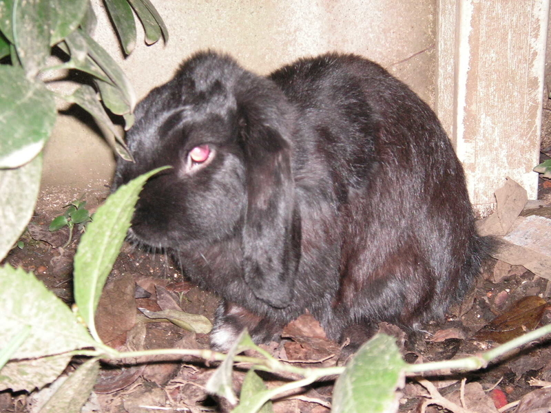 野良うさぎ Gonchori S Diary