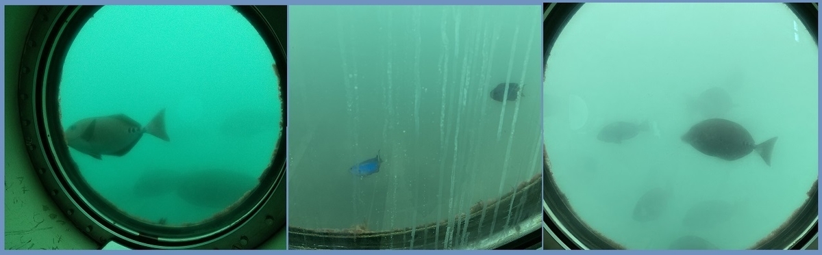 f:id:gonengomogenki:20210825125046j:plain