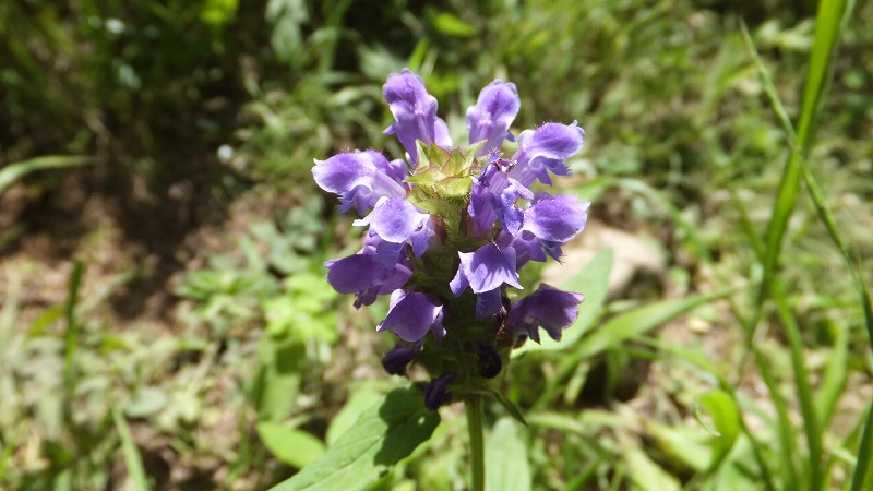 f:id:goniyoyo:20130721174914j:image f:id:goniyoyo:20130721174914j:image
