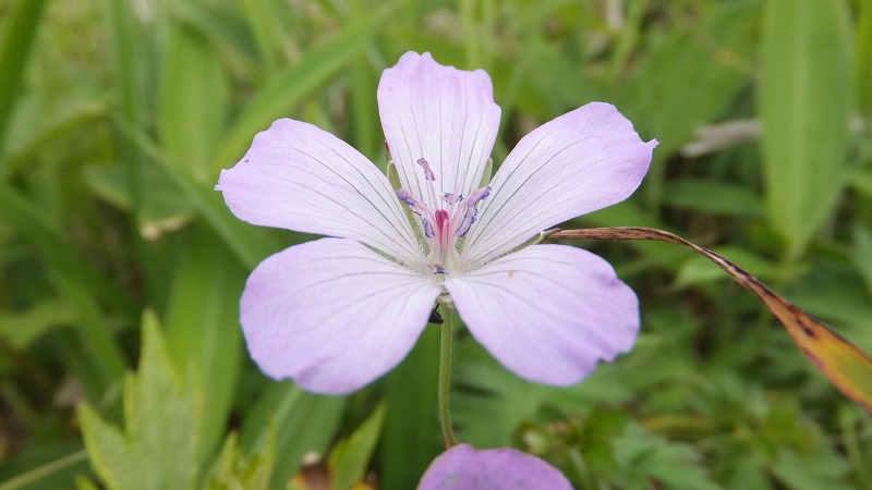 f:id:goniyoyo:20130721174919j:image f:id:goniyoyo:20130721174919j:image