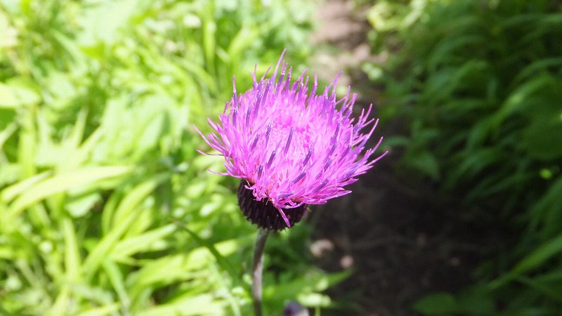 f:id:goniyoyo:20130721175253j:image f:id:goniyoyo:20130721175253j:image