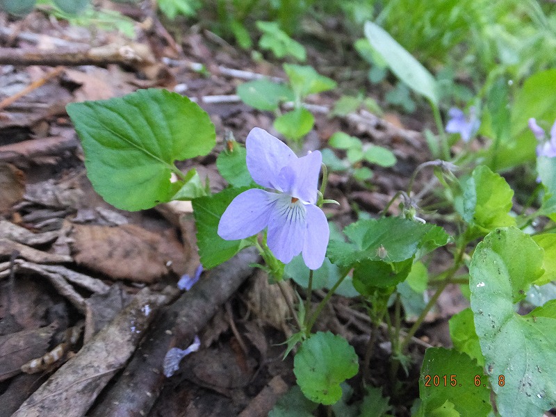 f:id:goniyoyo:20150609024147j:image f:id:goniyoyo:20150609024147j:image