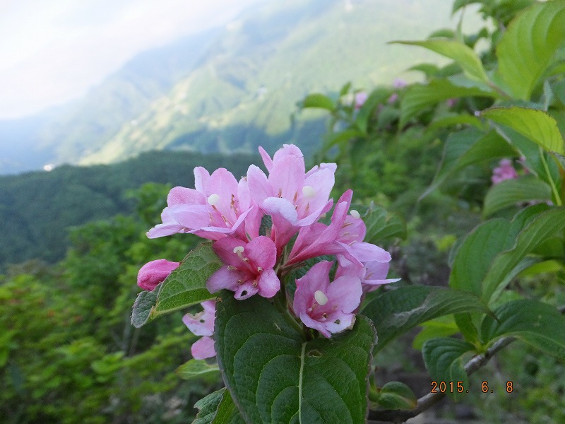 f:id:goniyoyo:20150609024149j:image f:id:goniyoyo:20150609024149j:image