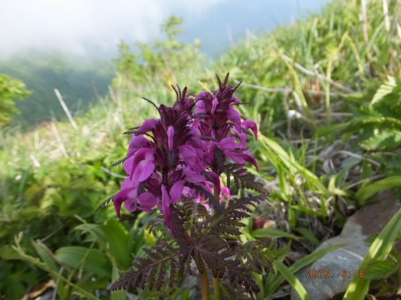 f:id:goniyoyo:20150609033042j:image f:id:goniyoyo:20150609033042j:image