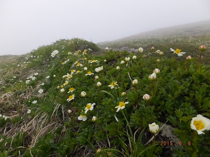 f:id:goniyoyo:20150609033547j:image f:id:goniyoyo:20150609033547j:image