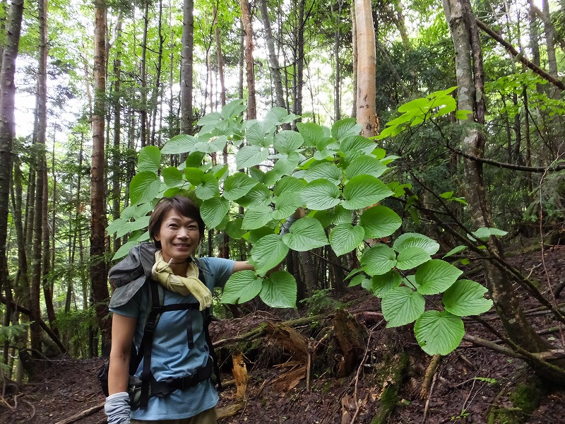 f:id:goniyoyo:20150710092824j:image f:id:goniyoyo:20150710092824j:image