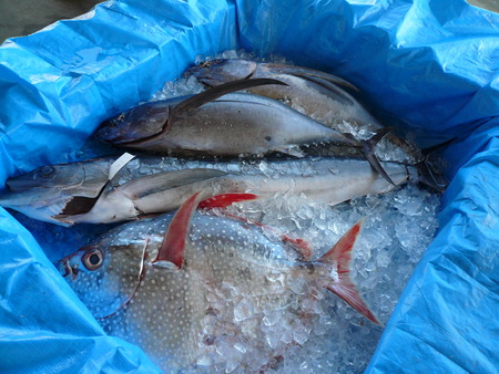 勝浦漁港の魚