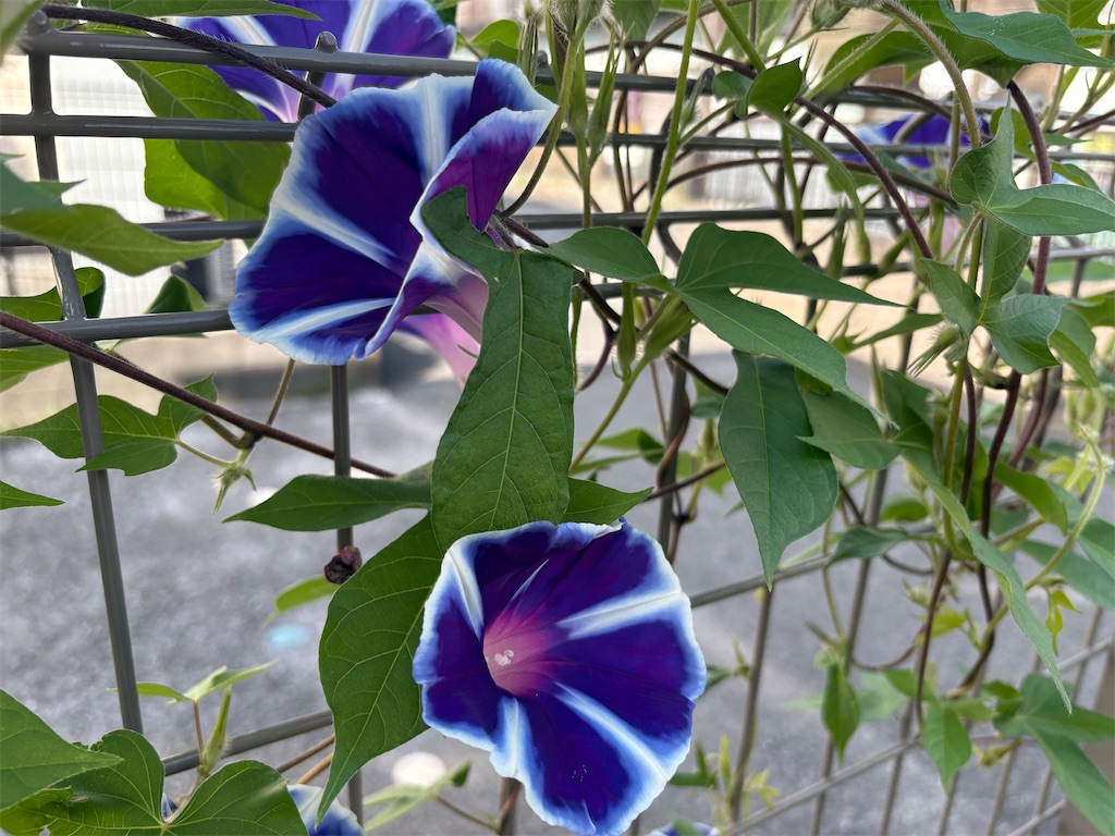 f:id:gonta929:20260827003941j:image f:id:gonta929:20260827003941j:image