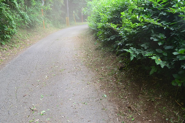 f:id:gontanomakiwari:20200607170355j:plain