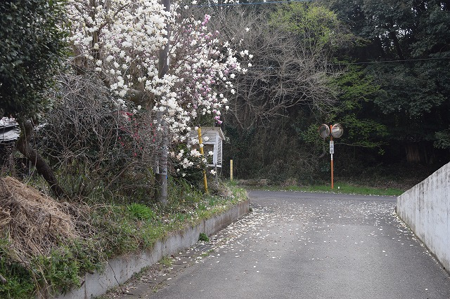 f:id:gontanomakiwari:20210321145245j:plain