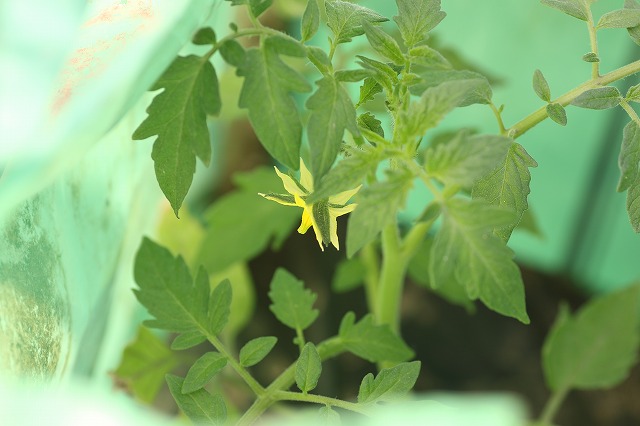 f:id:gontanomakiwari:20210509181636j:plain