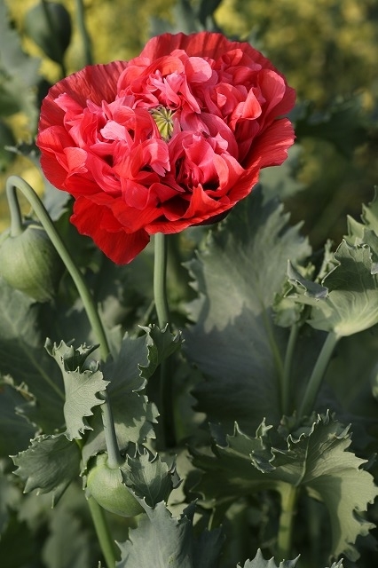 f:id:gontanomakiwari:20210509181711j:plain