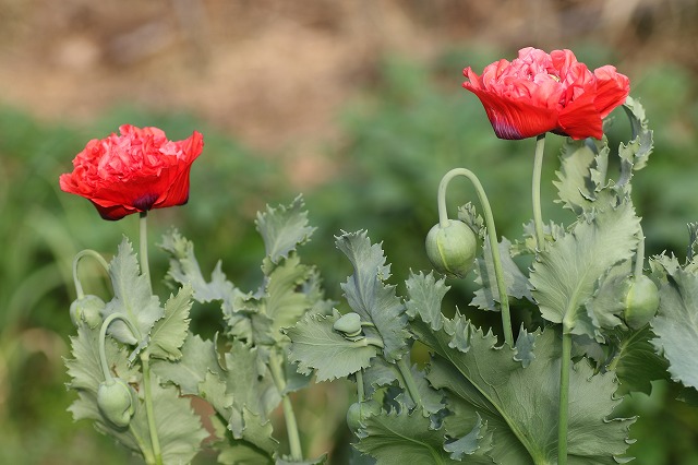 f:id:gontanomakiwari:20210509181804j:plain