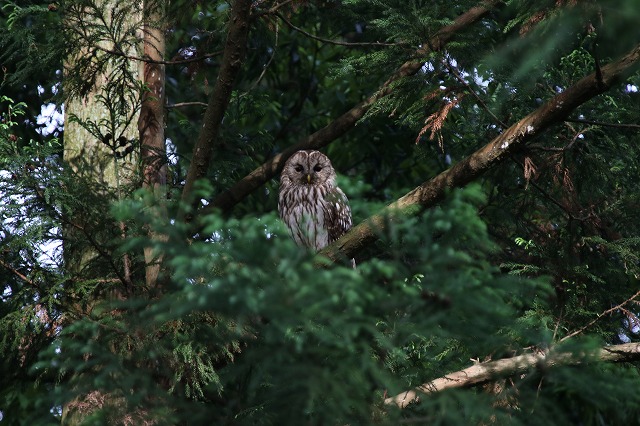 f:id:gontanomakiwari:20210515192458j:plain