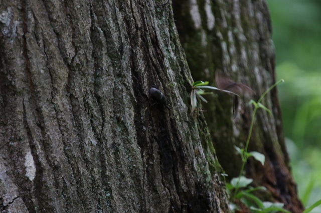 f:id:gontanomakiwari:20210515193234j:plain