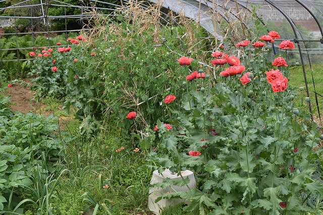 f:id:gontanomakiwari:20210516161054j:plain