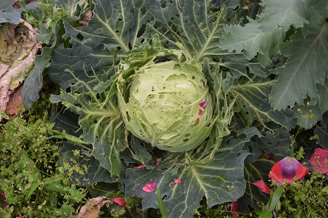 f:id:gontanomakiwari:20210516161309j:plain