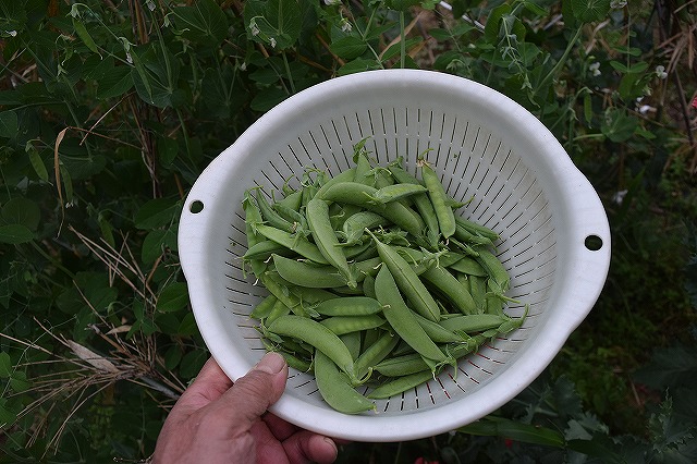 f:id:gontanomakiwari:20210516161420j:plain