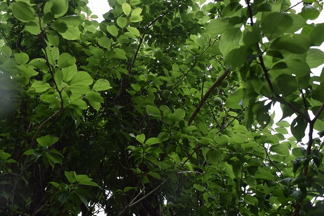 f:id:gontanomakiwari:20210529203553j:plain