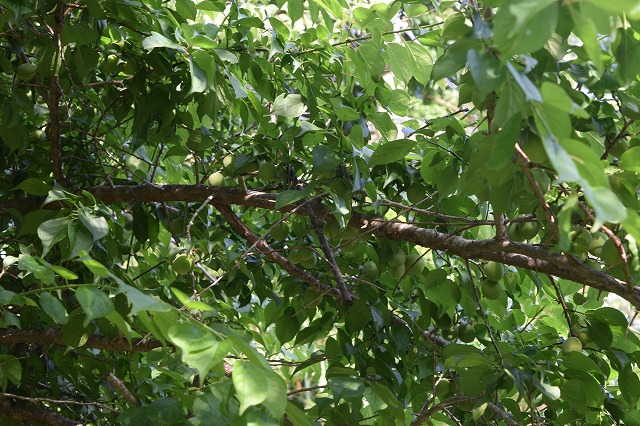 f:id:gontanomakiwari:20210529203658j:plain