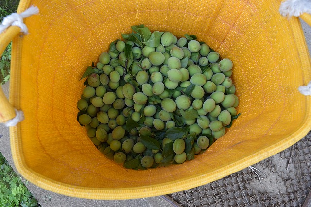 f:id:gontanomakiwari:20210529203748j:plain