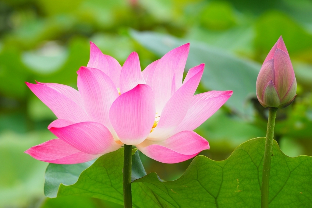 f:id:gony:20180418123735j:plain f:id:gony:20180418123735j:plain