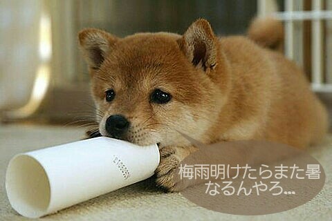 f:id:good-things:20160712145501j:plain f:id:good-things:20160712145501j:plain