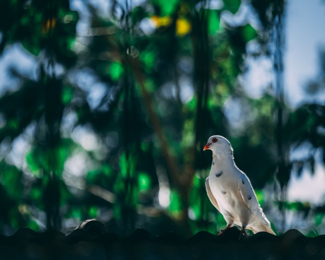 f:id:good_fortune:20190321083138j:plain
