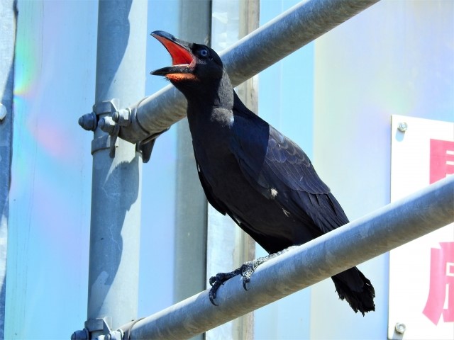 f:id:good_nuts:20190703160035j:plain